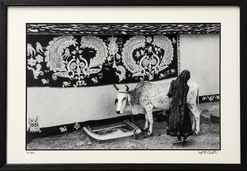Jyoti Bhatt - Decorating a Bullock, Rajasthan (1989)